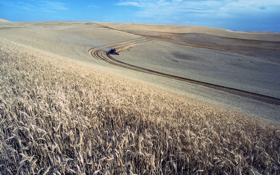 Grain growers expect their best season in six years