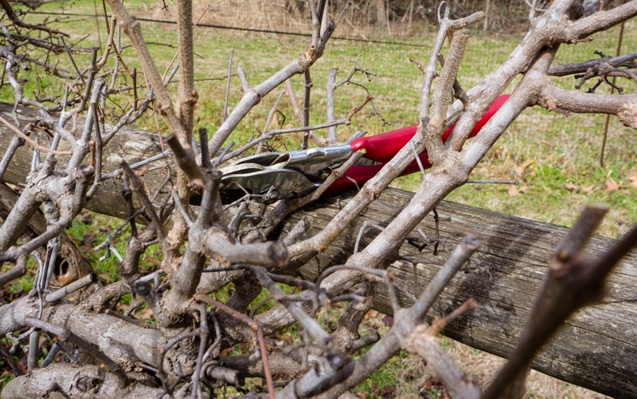 Bypass secateurs